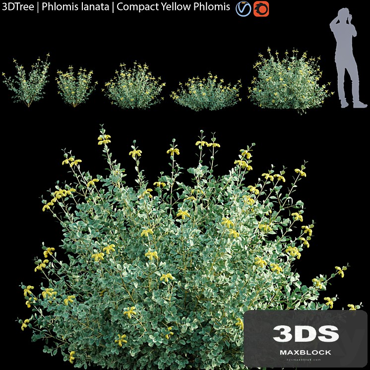 Phlomis lanata | Compact yellow phlomis