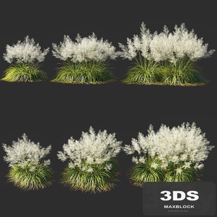 Muhly grass White_03