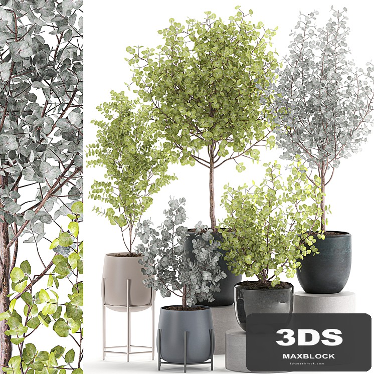 Collection of small beautiful interior trees in pots with ash Eucalyptus. Set 552. - View 1