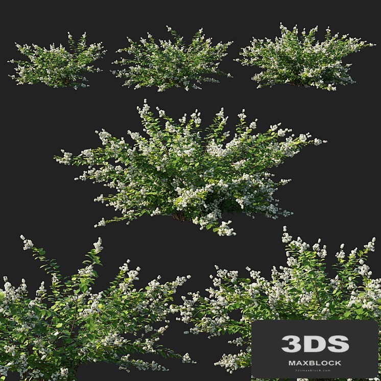Symphoricarpos_berry_bush white