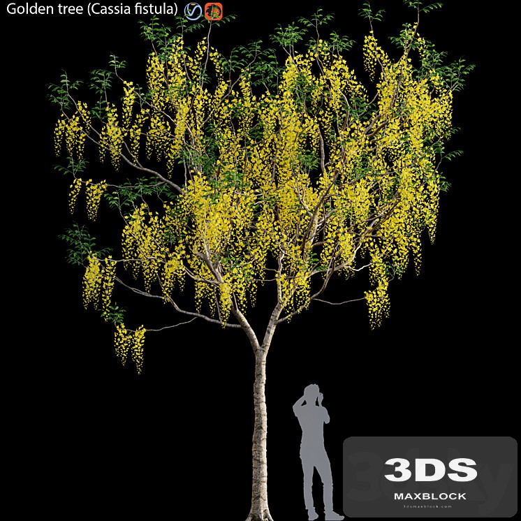 Golden tree (Cassia fistula) # 3