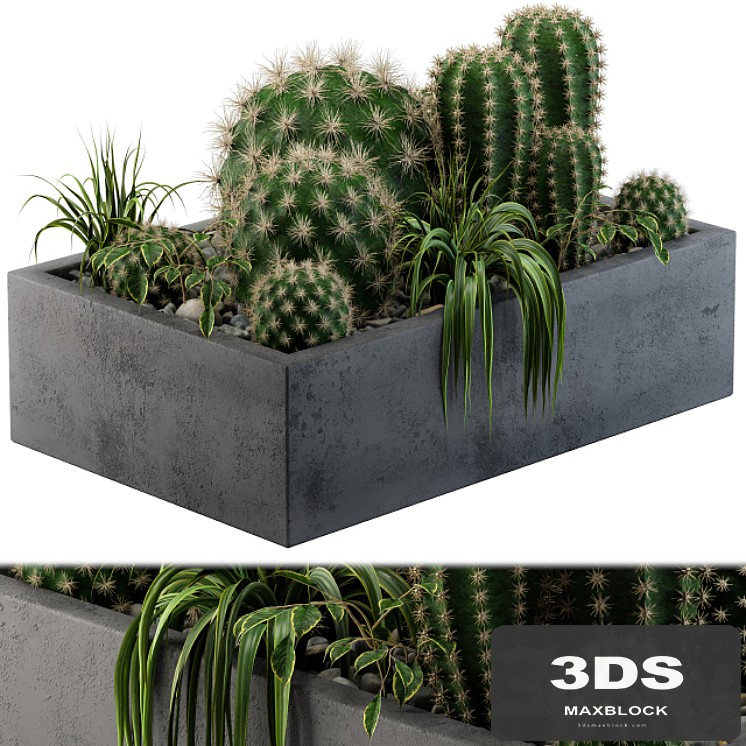 Cactus collection 01