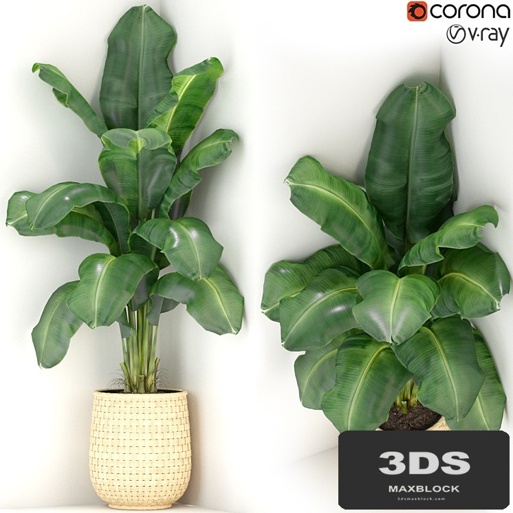 Plants collection 313