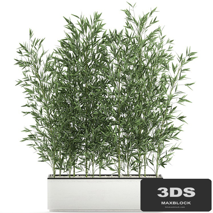 Lush thickets of bamboo bushes in a white pot pot, bamboo. Set 579.