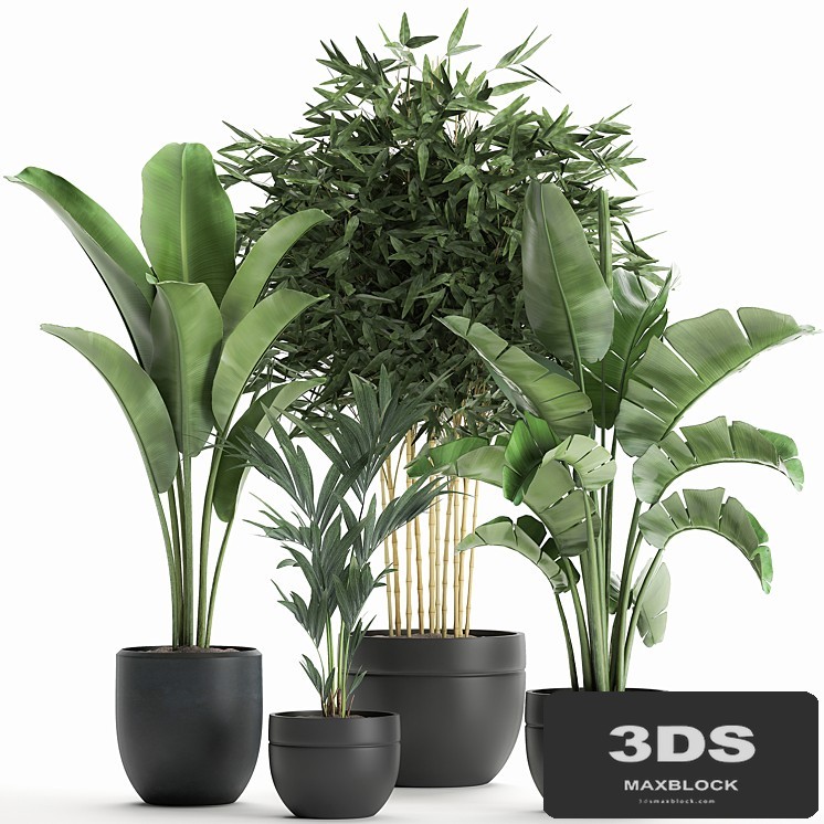 Collection of small plants in black pots with Banana palm, bamboo bush, strelitzia, ravenala. Set 586.