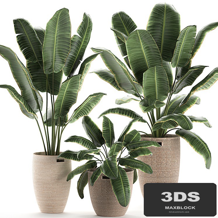 Collection of beautiful lush plants in baskets with strelitzia, banana palm, ravenala. Set 591.