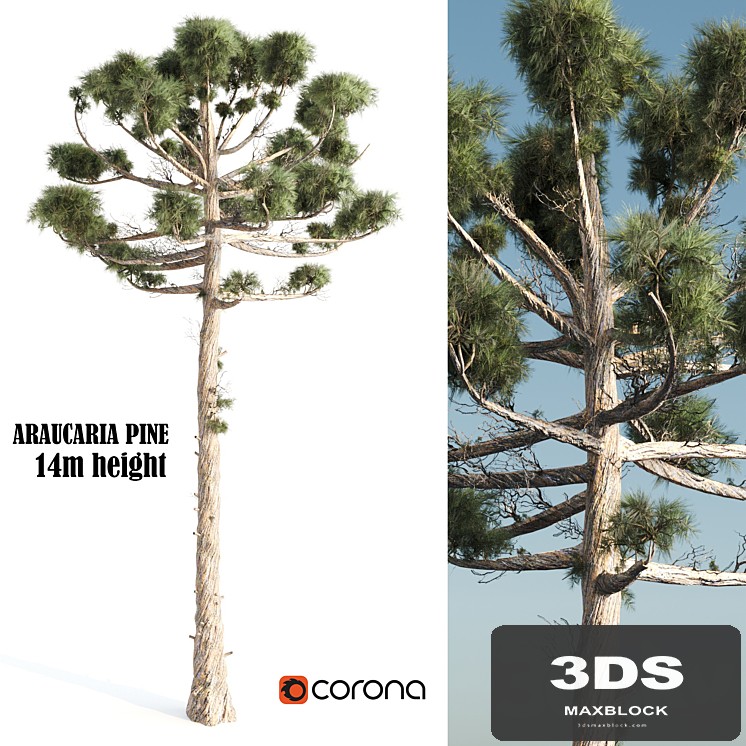 ARAUCARIA PINE-corona