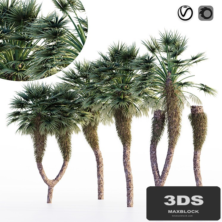 Chinese fan palm