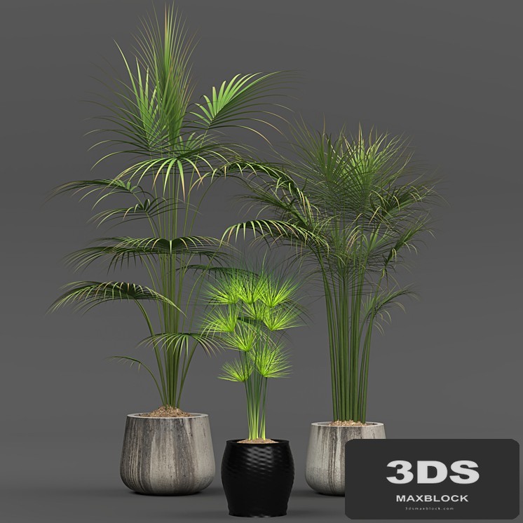 Collection of plants 01