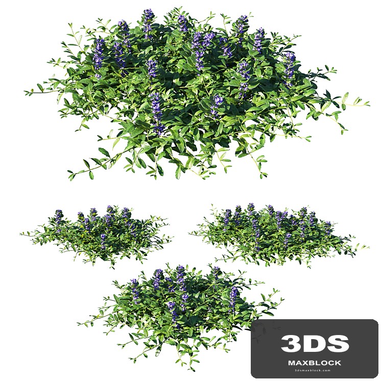 Ajuga reptans grass
