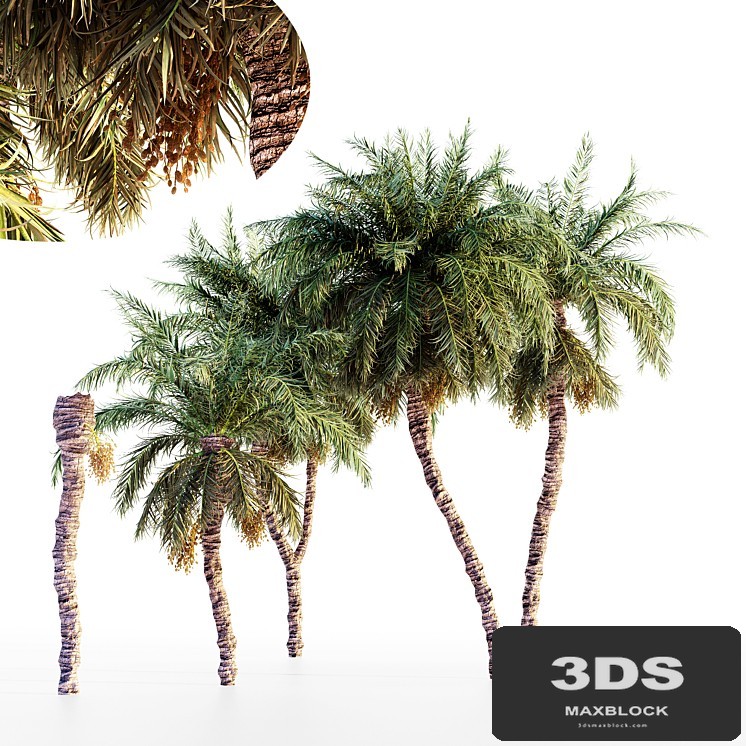 Date palm collection