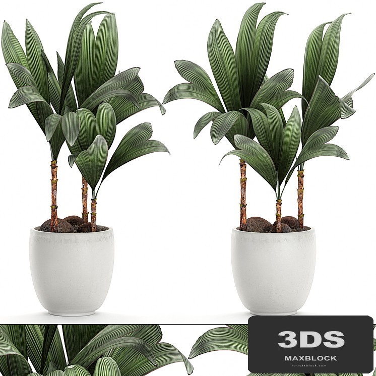Exotic small flower coconut nutsifera in a white pot Coconut palm mini. Set 679.
