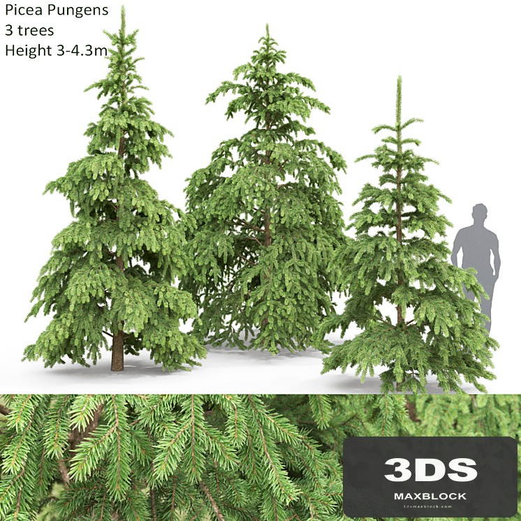 Spruce