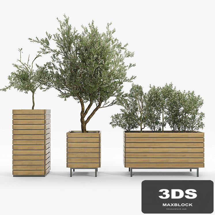 jasper rectangle planter Olea europaea