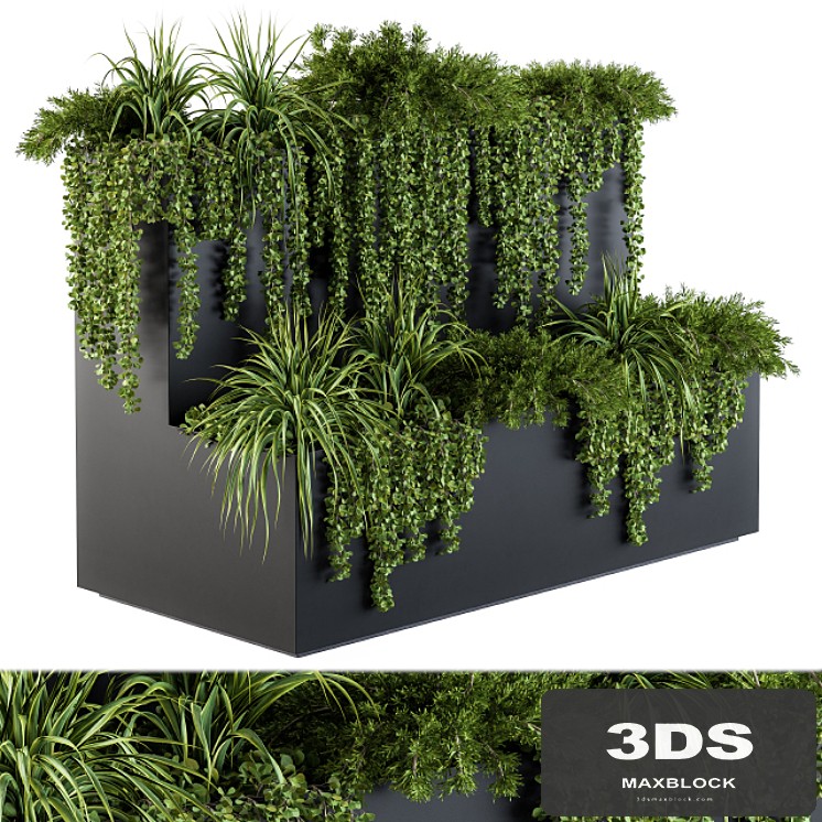 ivy plants in box - Set 61