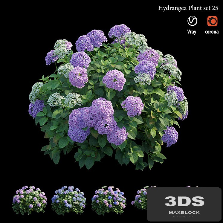 Hydrangea Plant set 25