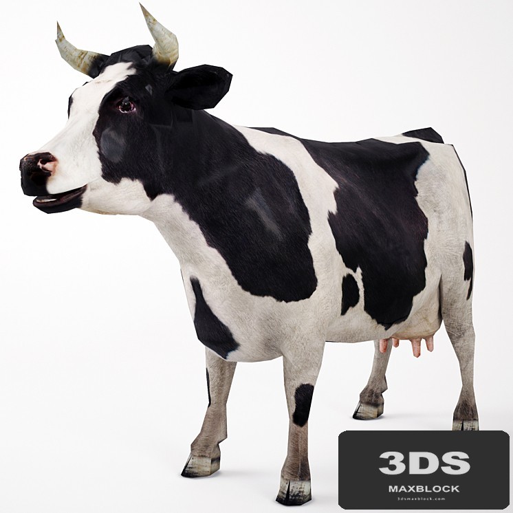 Cow
