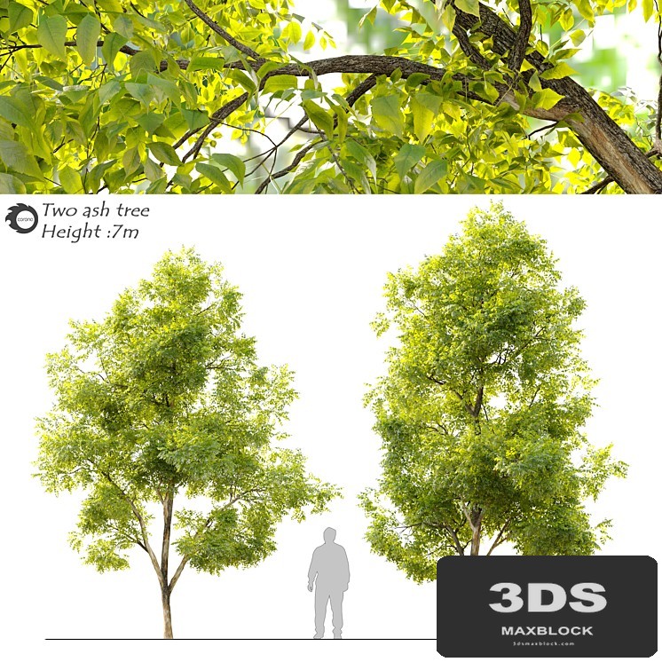 Two ash tree_2