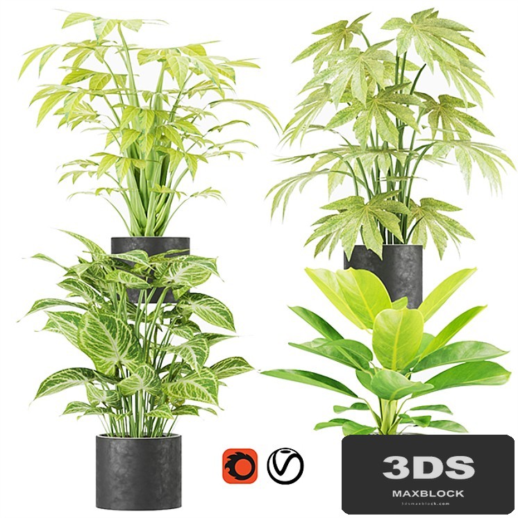 Collection plant vol 2