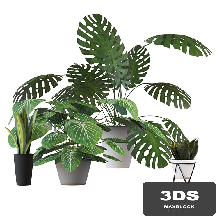 Houseplants set 2