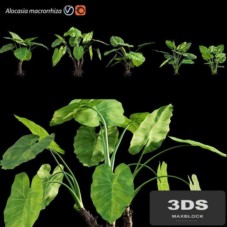 Alocasia macrorrhiza - Elephant Ears