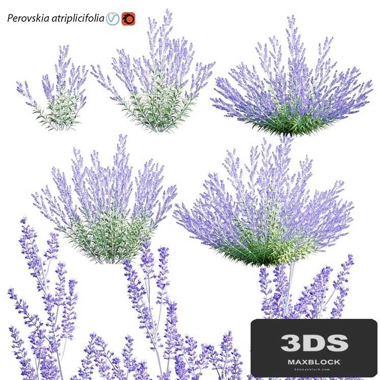 Perovskia atriplicifolia | Russian Sage