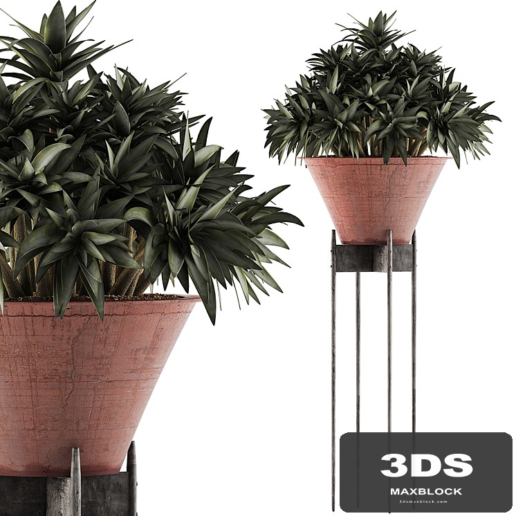 Plants Collection 49