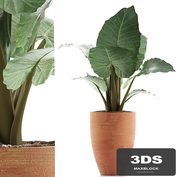 Plants Collection 67 Alocasia