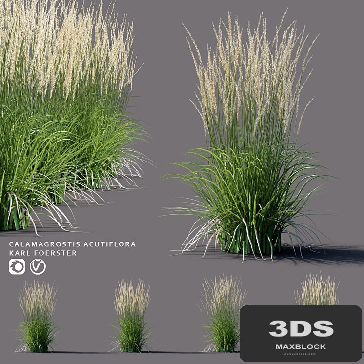 White reed grass | Calamagrostis acutiflora Karl Foerster