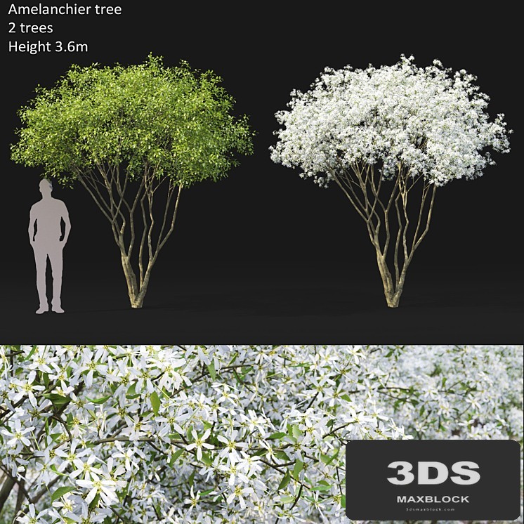 Amelanchier