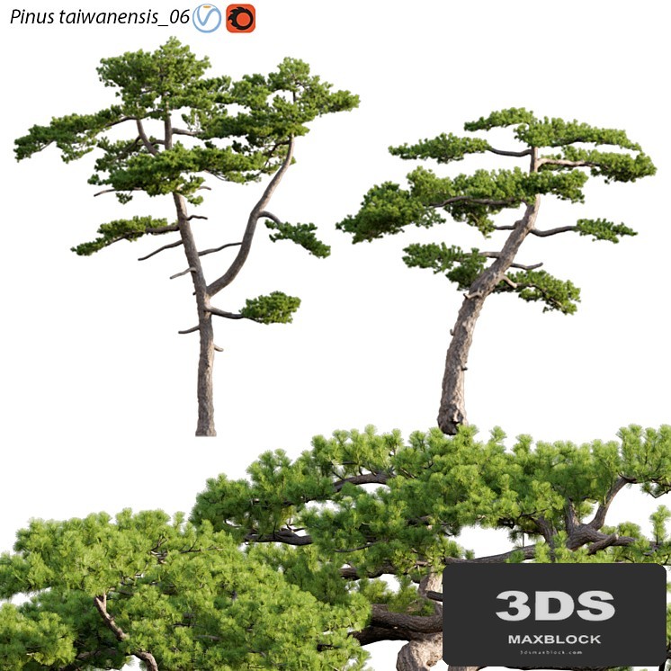 Pinus taiwanensis | Taiwan red pine | Pine | 06