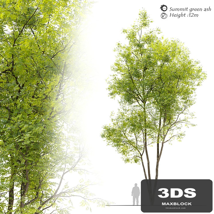 Summit green ash (Fraxinus pennsylvanica Summit)