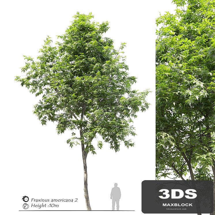 Fraxinus americana (White ash) 2 - View 1