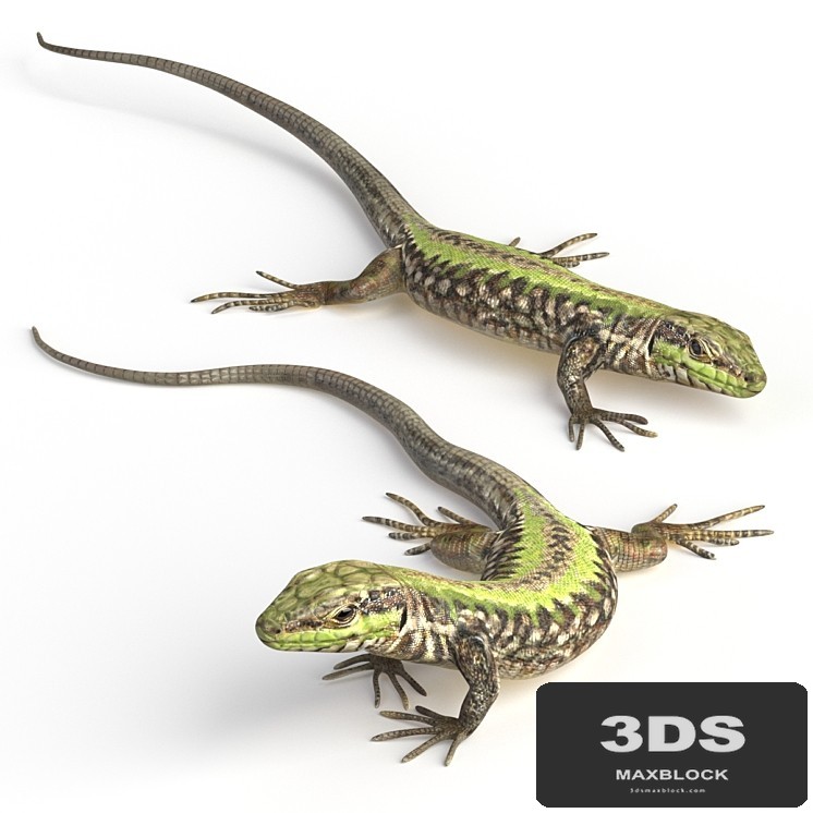 Common Wall Lizard - 5 poses