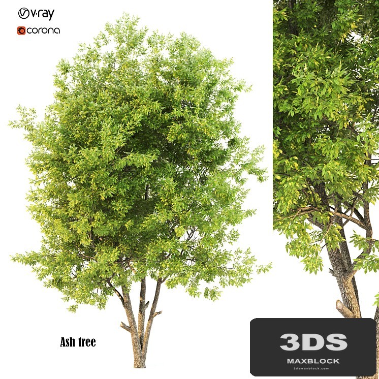 ash tree02