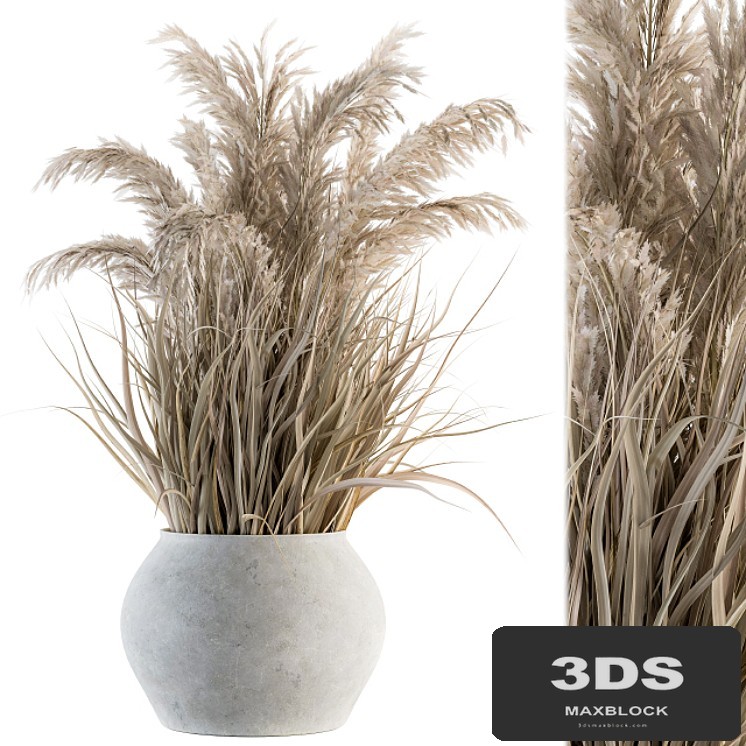 indoor Plant Set 115 - Dried Plant