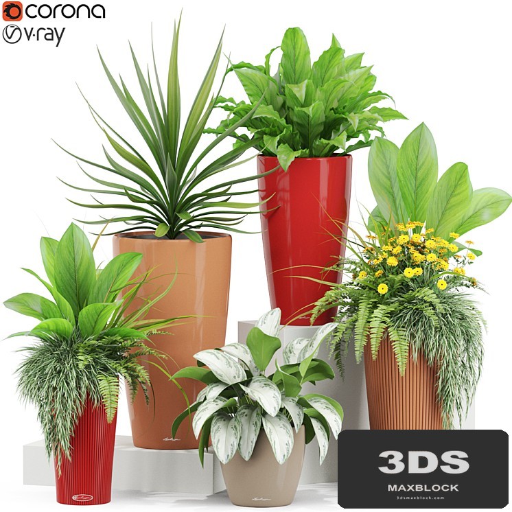 Plants collection 436