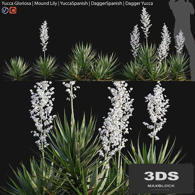 Yucca gloriosa - Mound Lily