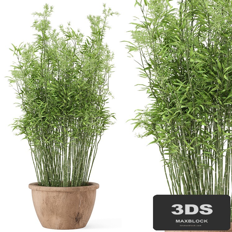 Outdoor Plants Bamboo in rusty Cly Pots - Set 10