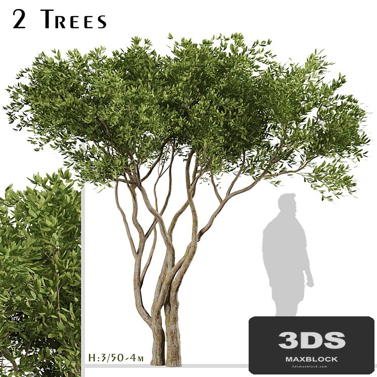 Set of Olive Trees (Olea Europaea) (2 Trees)