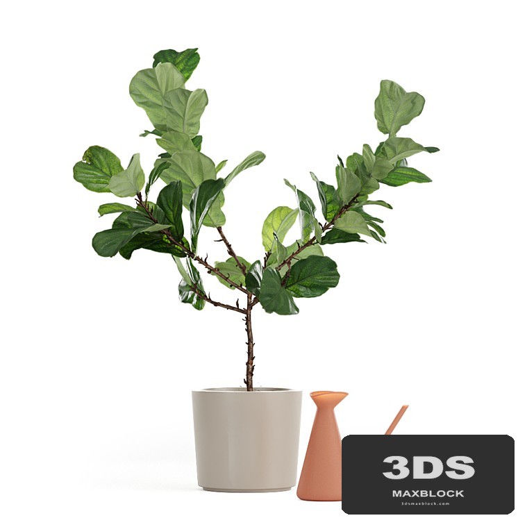 Photorealistic Ficus Lyrata pot 150cm 3D model