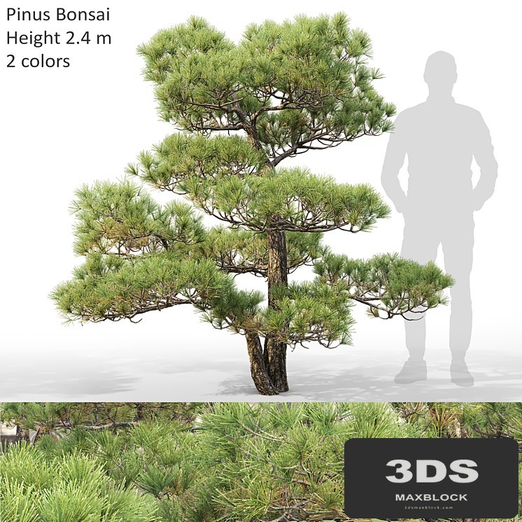 Bonsai