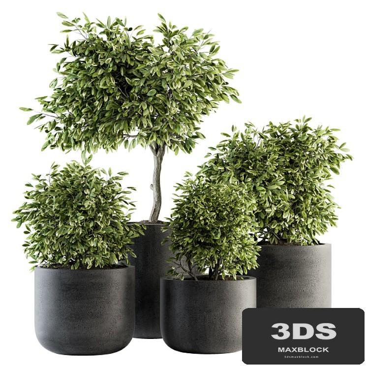 indoor Plant Set 141 - Plant in Pot