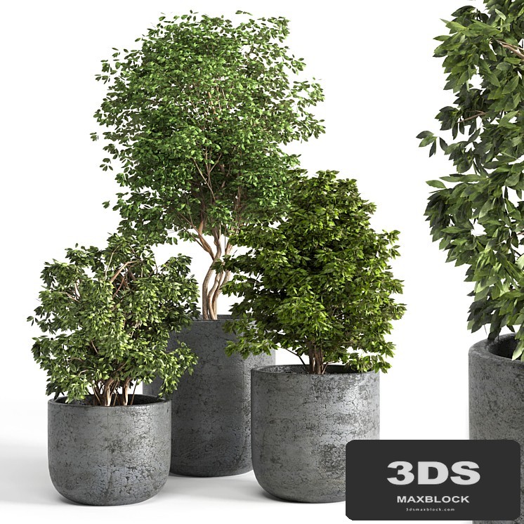 Outdoor plant 06