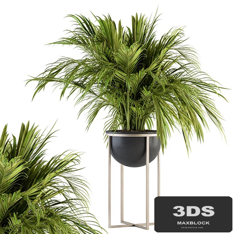 indoor Plant Set 158 - Tropical Plant