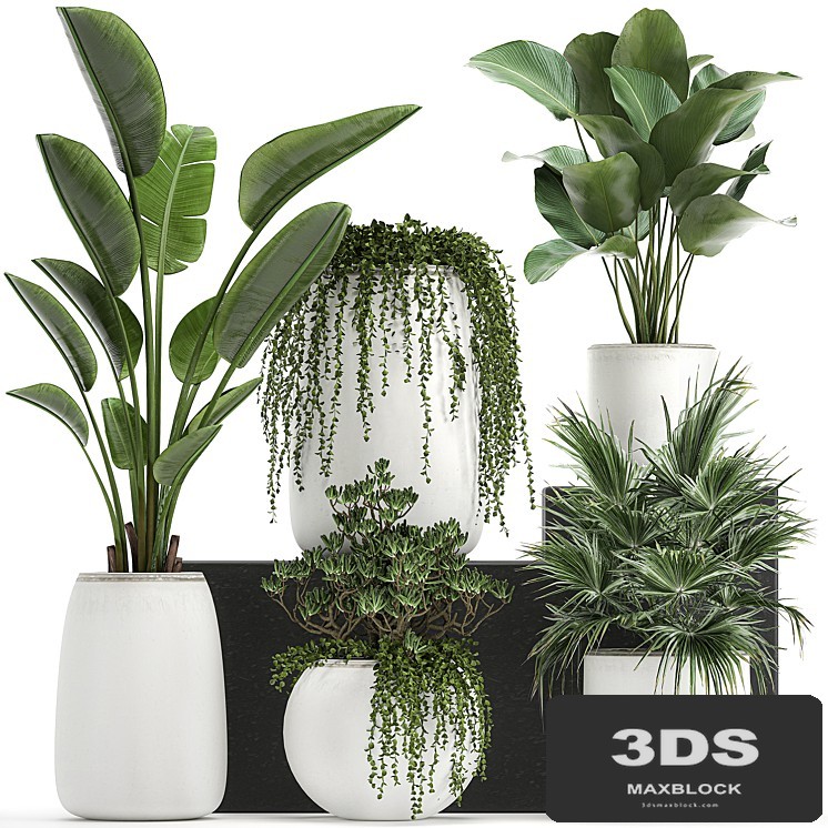 Collection of small plants in white pots with Banana, fan palm, Calathea, Fat, succulents. Set 818.