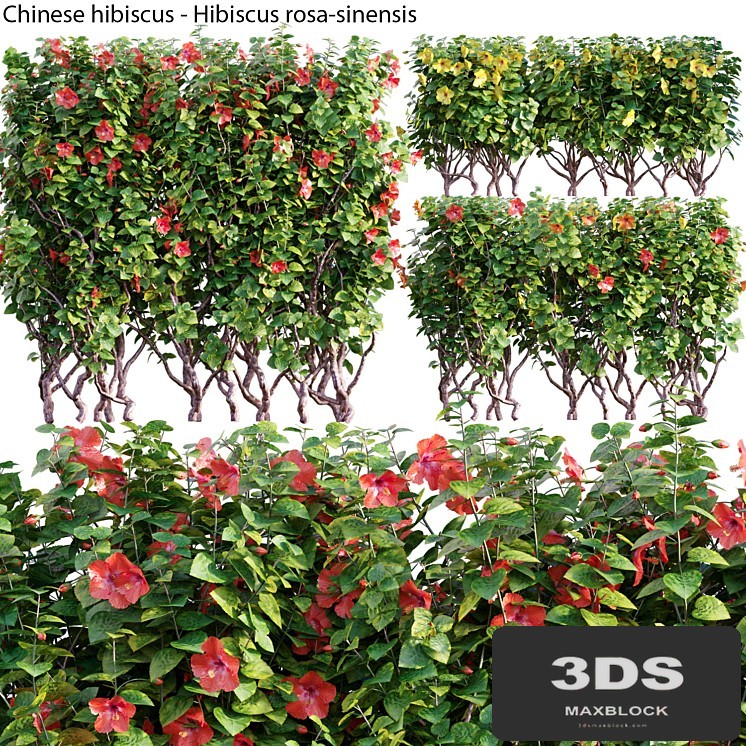 Chinese hibiscus - Hibiscus rosa-sinensis - 03