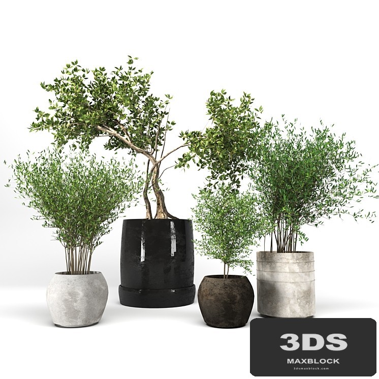 Plant collection09