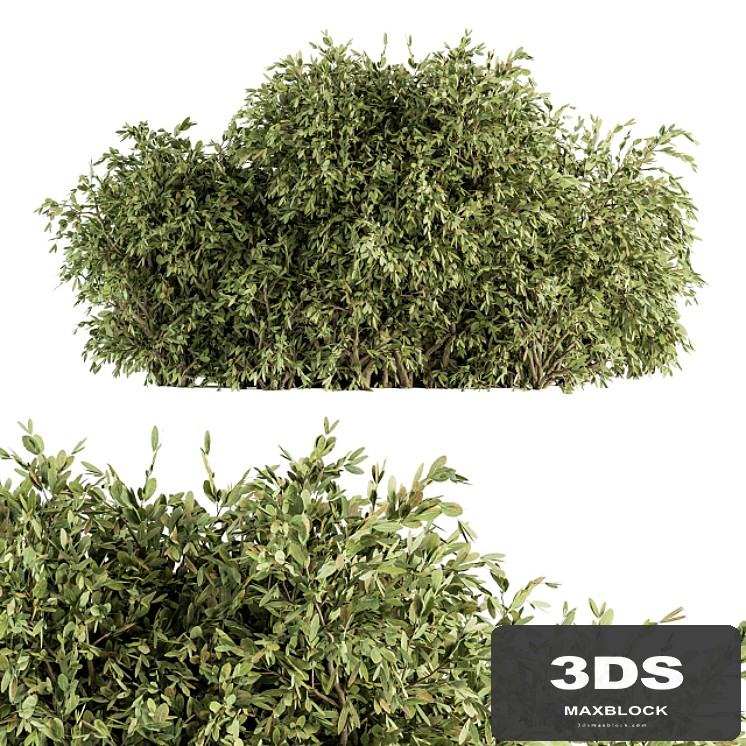 Ficuss Bush - Bush Set 13