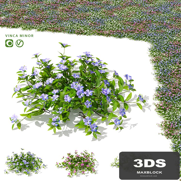 Small periwinkle bushes | Vinca minor